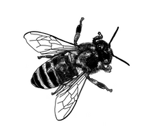 Load image into Gallery viewer, Honeybee (8x10)
